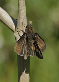 Clouded Skipper